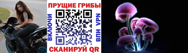 где купить наркоту Зеленодольск Псилоцибиновые грибы Cubensis